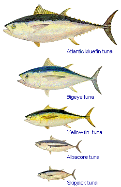 types of tuna